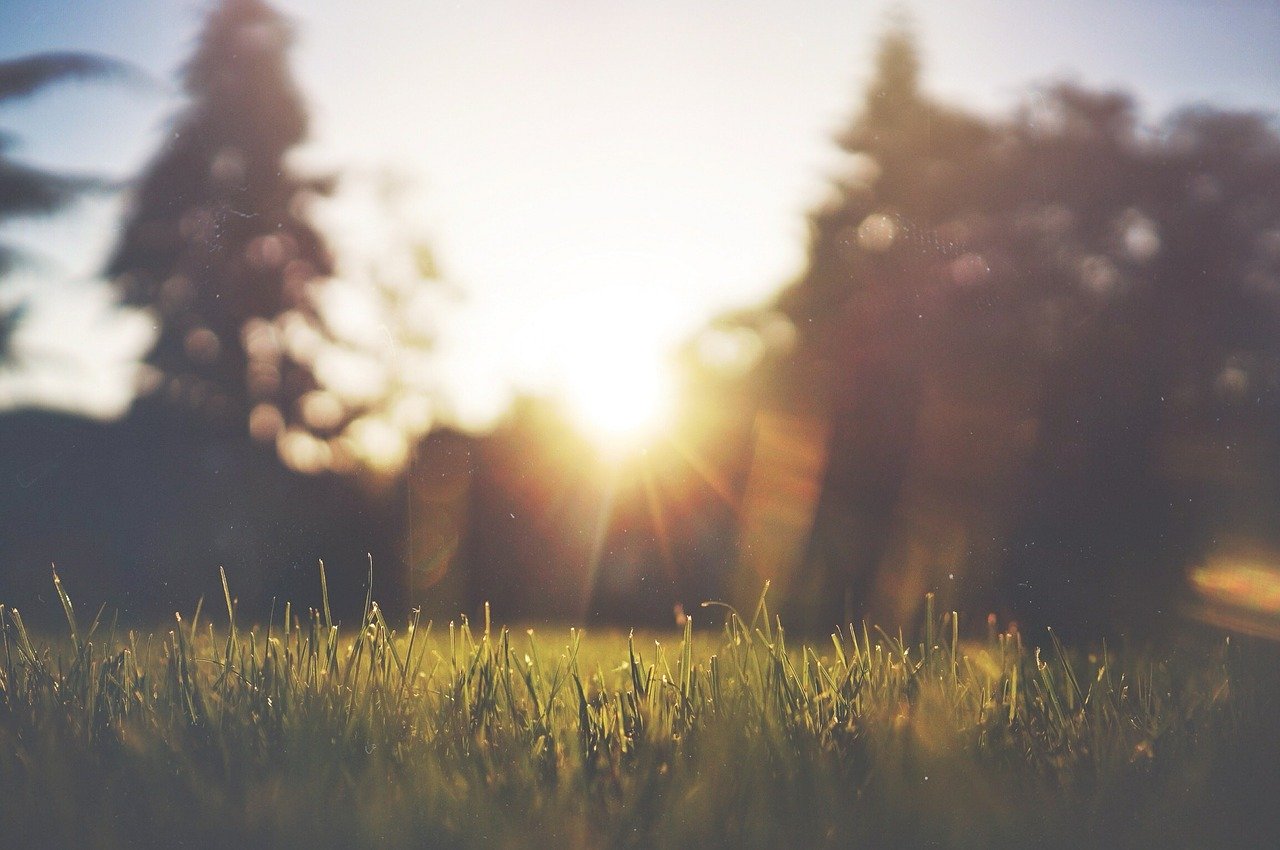 Coronavirus: Show your support to Camden’s communities grass-455753_1280