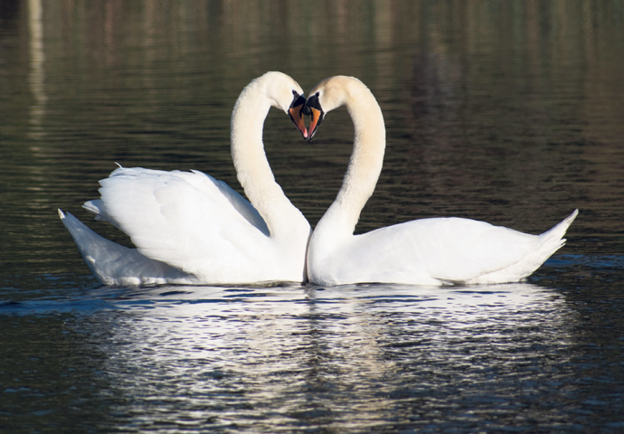 Swan romance