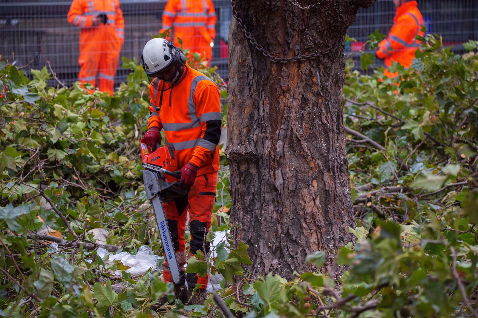 ‘Cumberbatch tree’ falls to HS2 chainsaw hs2 tree cutting Simon larmrock cnj Image 2020-09-27 at 14.47.47