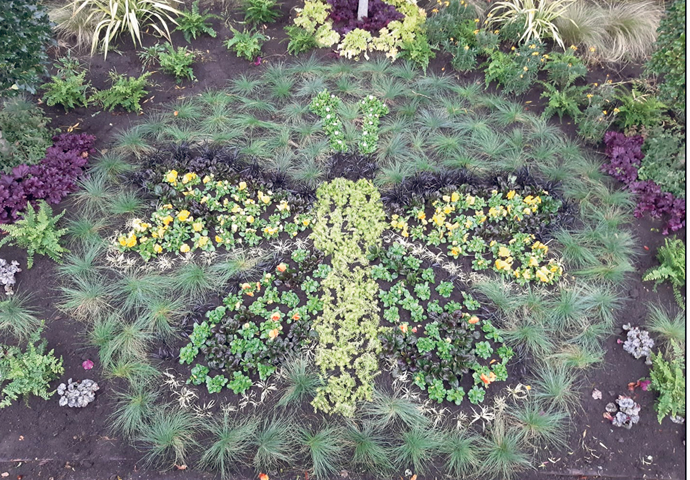 Butterfly garden plants
