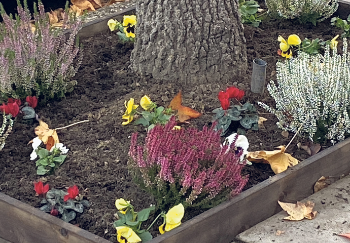 Harmood Street trees_flowers