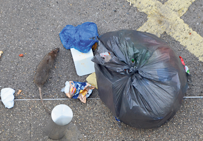 Rubbish and rats