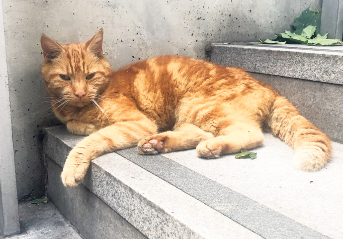Squeaky_Brunswick Square cat