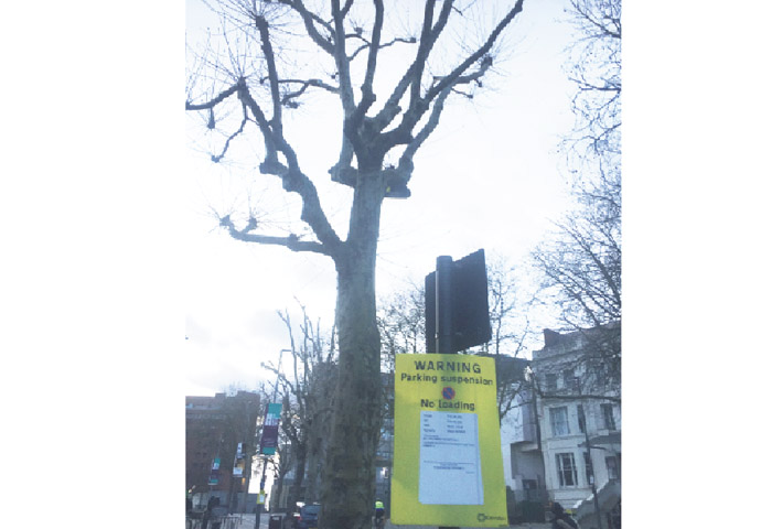 Eton Avenue_tree cutting