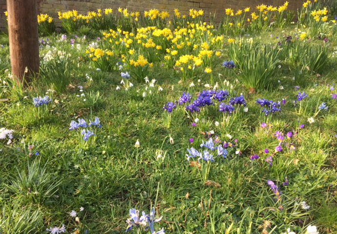 Merton Lane spring verge