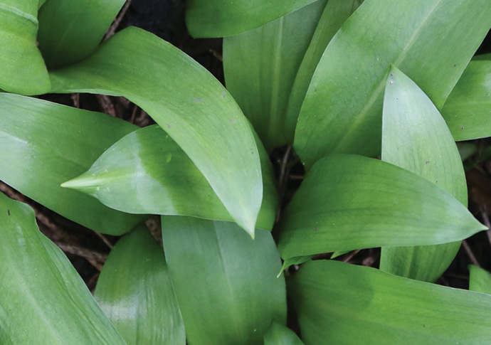 Spring: loaded with flavour Wild garlic