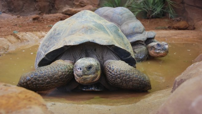 Gimme shell-ter! Tortoises slowly outgrow zoo home cnj Image 2021-03-25 at 02.03.17 (1)