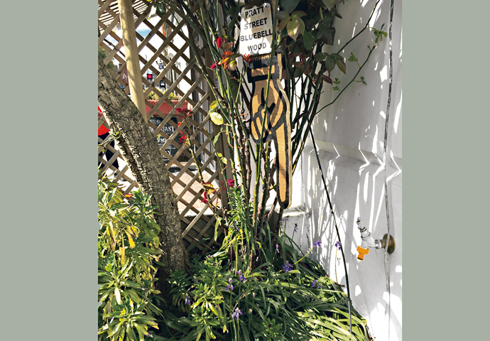 Pratt Street bluebell wood