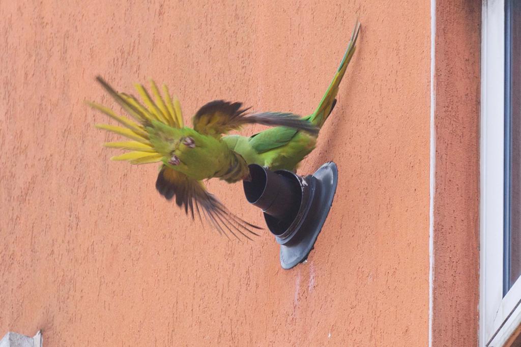 Parakeets in the pipework! Birds find new favourite spot cnj-april1 Image 2021-04-01 at 08.11.28 (10)