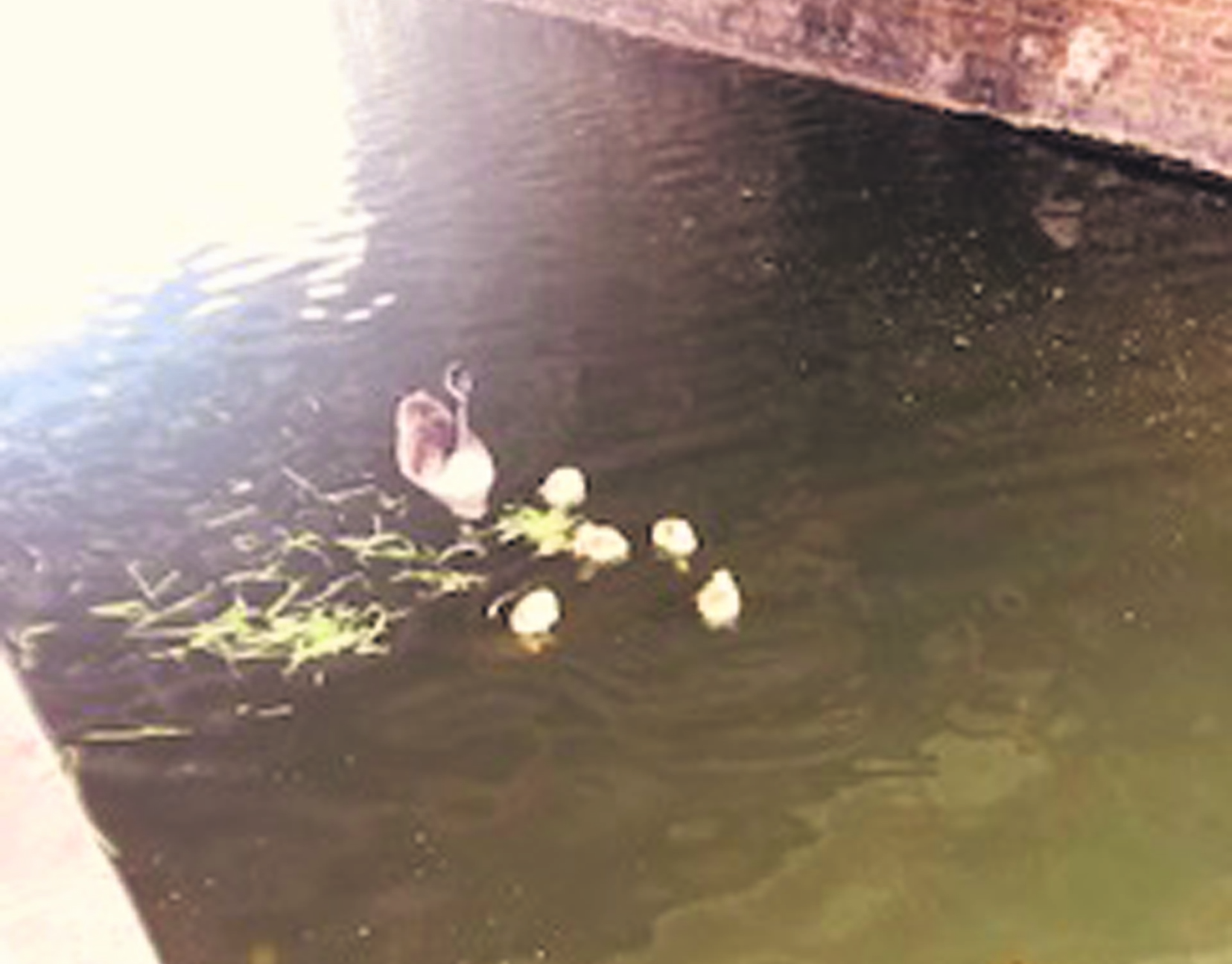 goslings
