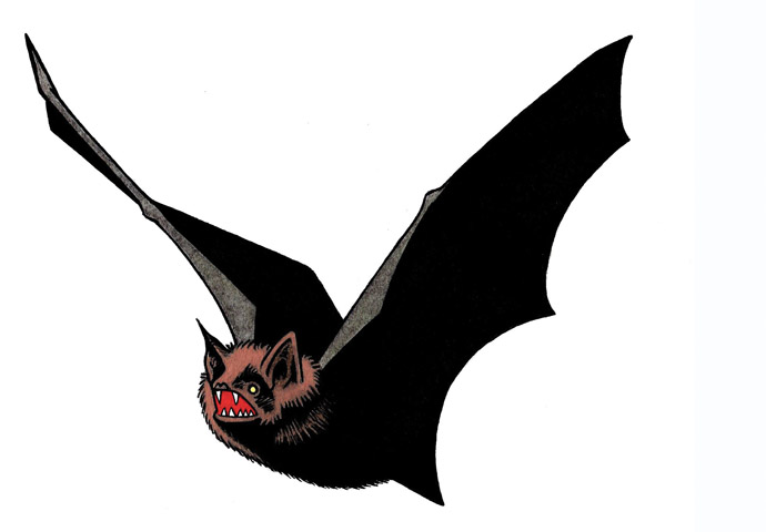 Bat Illustration_John Sadler