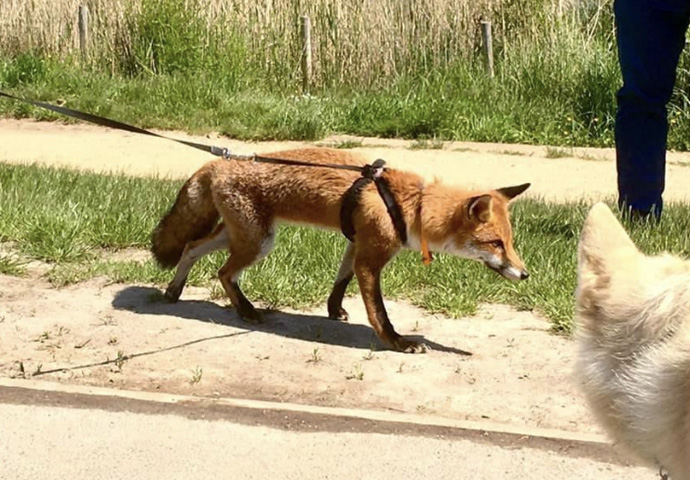Fox on a lead