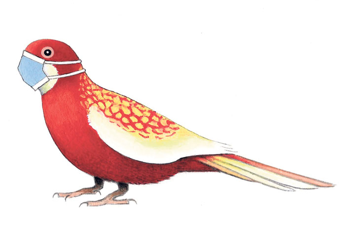 Bird Omen_John Sadler