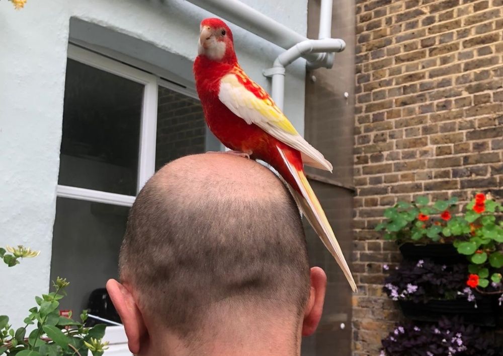 Mystery bird hopped on my husband’s head and moved into the spare room Copy of Copy of Copy of cnj157 (1)