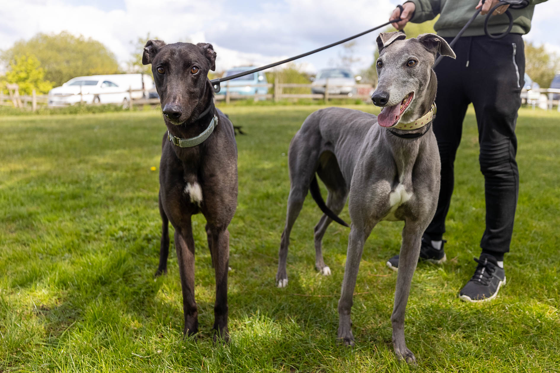 Vets overwhelmed as number of dogs in Camden triples Ringo and Rita are looking for homes