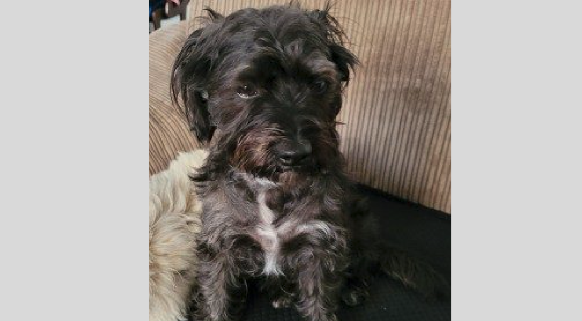 Family left distraught after dog is stolen dog
