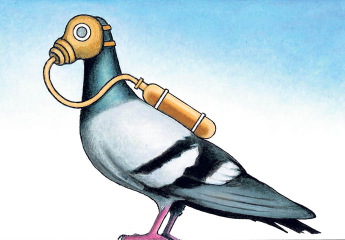 Pigeon cartoon_ John Sadler