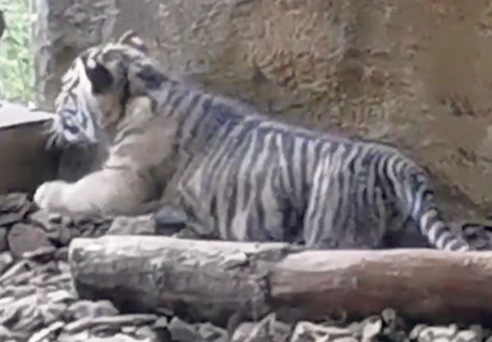 Tiger cub_video still_ZSL London_2