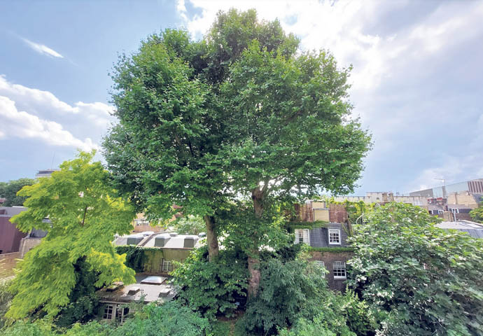 London Plane trees_8 Doughty Street