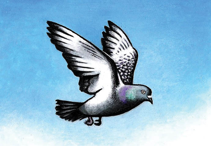 Pigeon cartoon_John Sadler