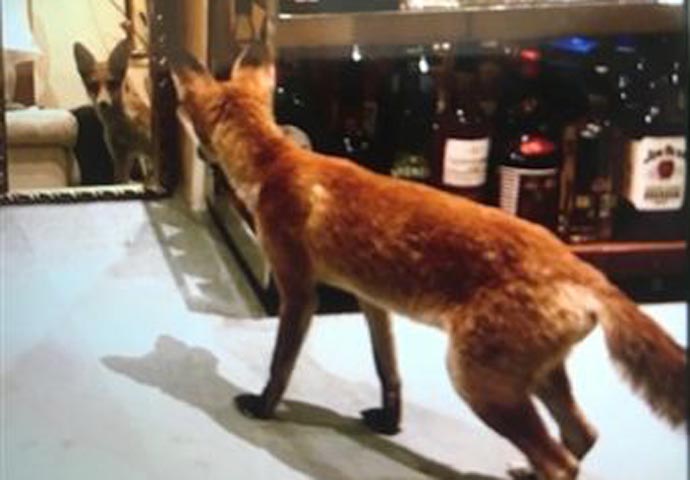 Fox looking in the mirror