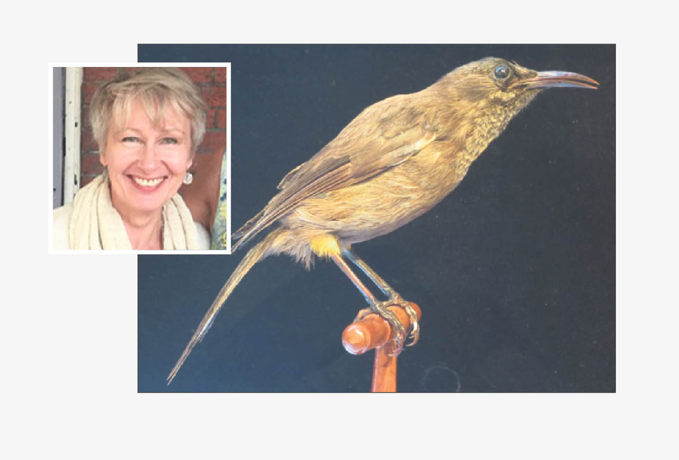 Dee Searle_Hawaii’s Kauai O’o bird copy
