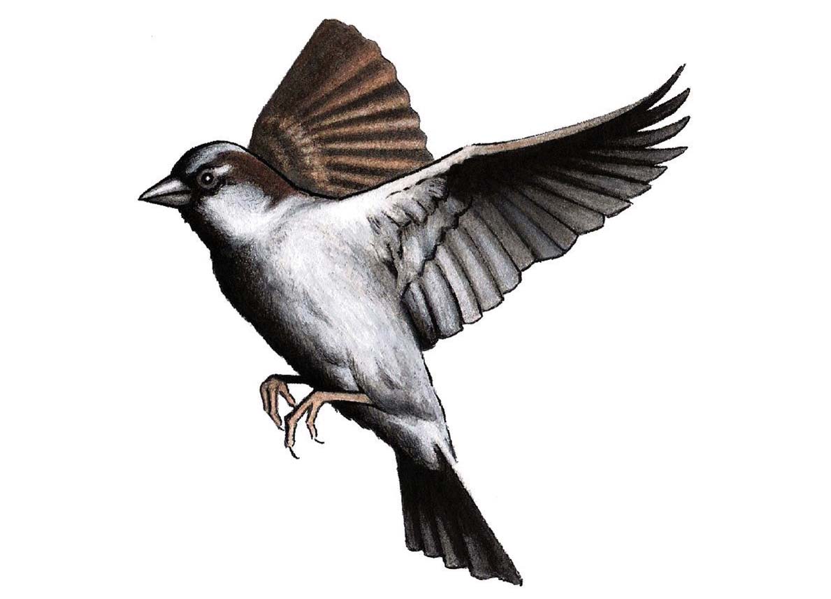 Sparrow_John Sadler
