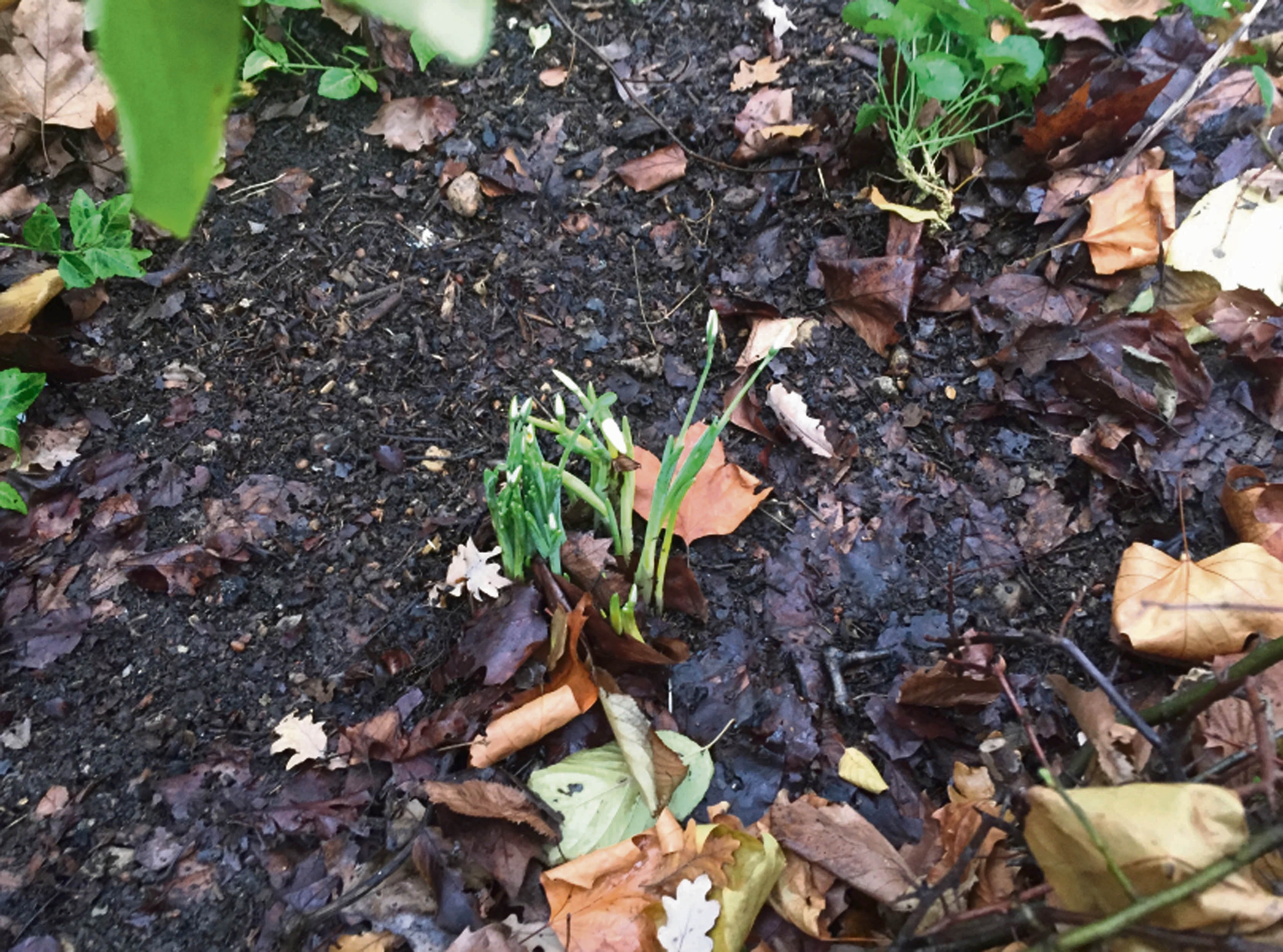 The snowdrops are here but you can’t please everybody Farrant Snowdrops1