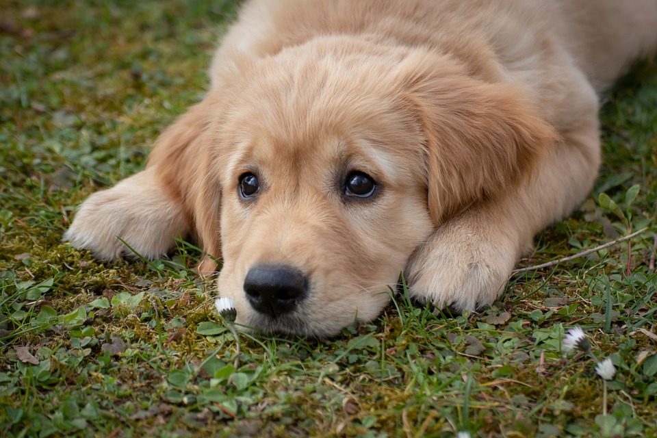 Perils of pooch poo dog-4372036_960_720