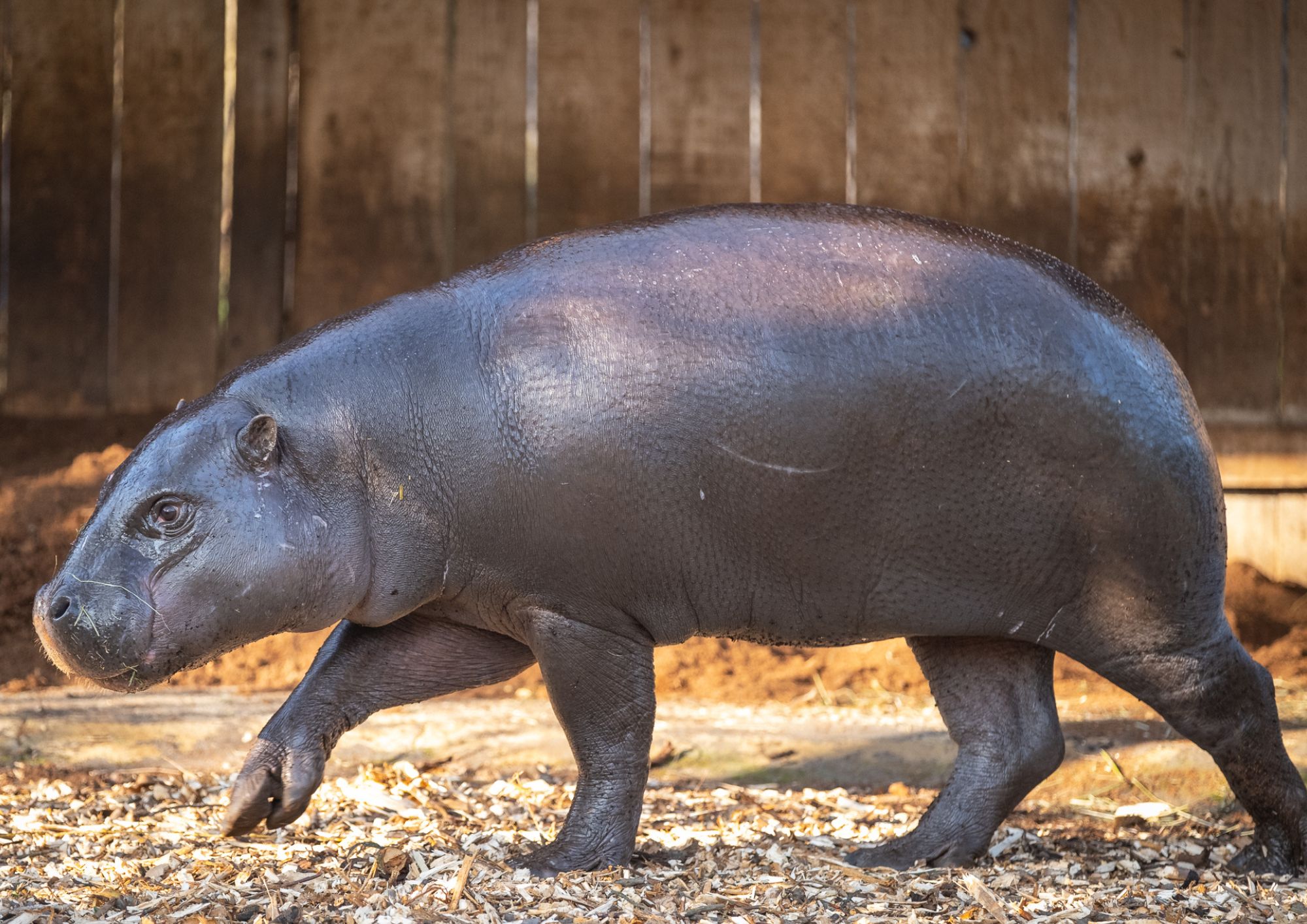 It’s a bit warmer down here! Hippo moves from Edinburgh to London hippo breeding zsl