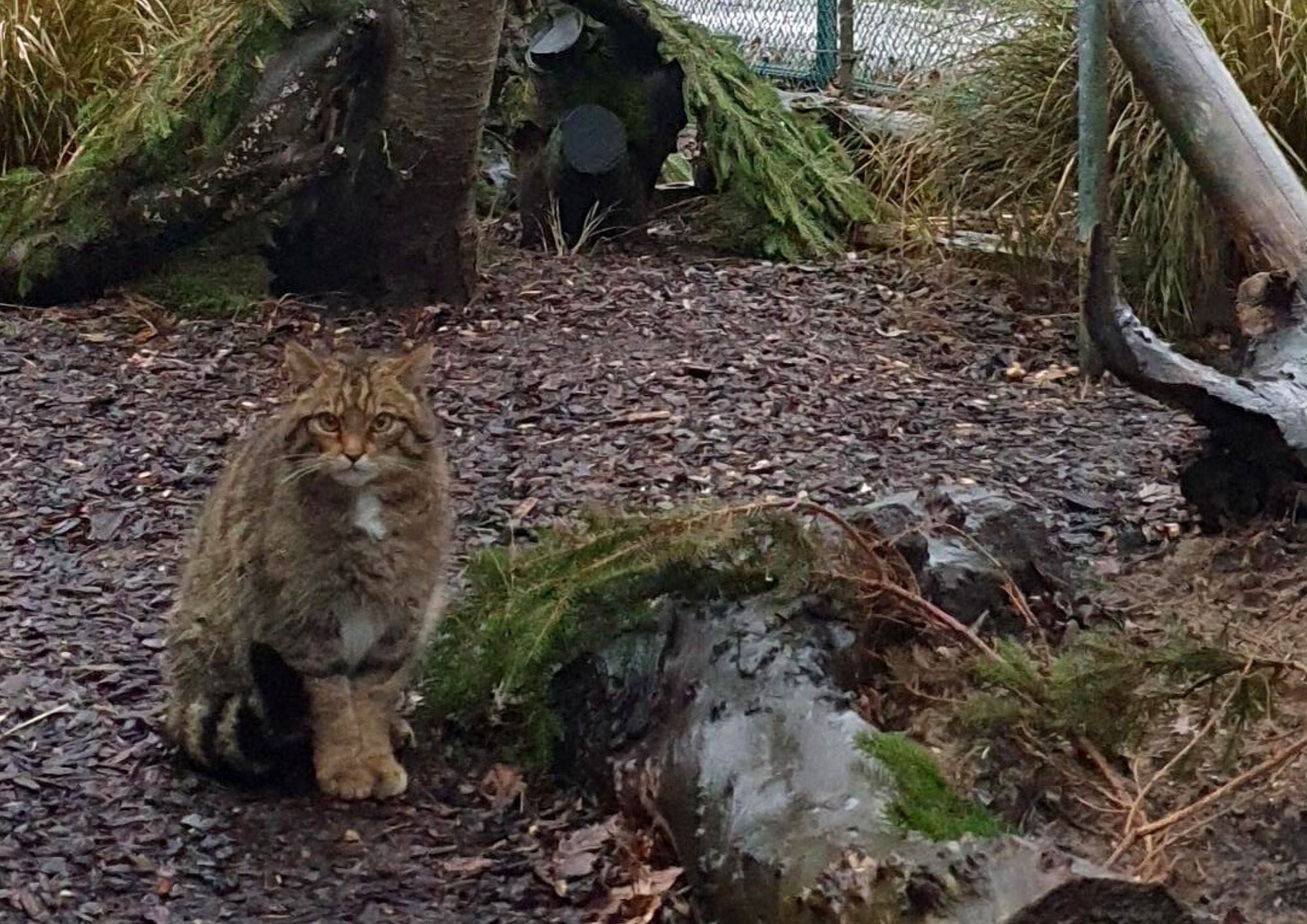 wildcat city of london