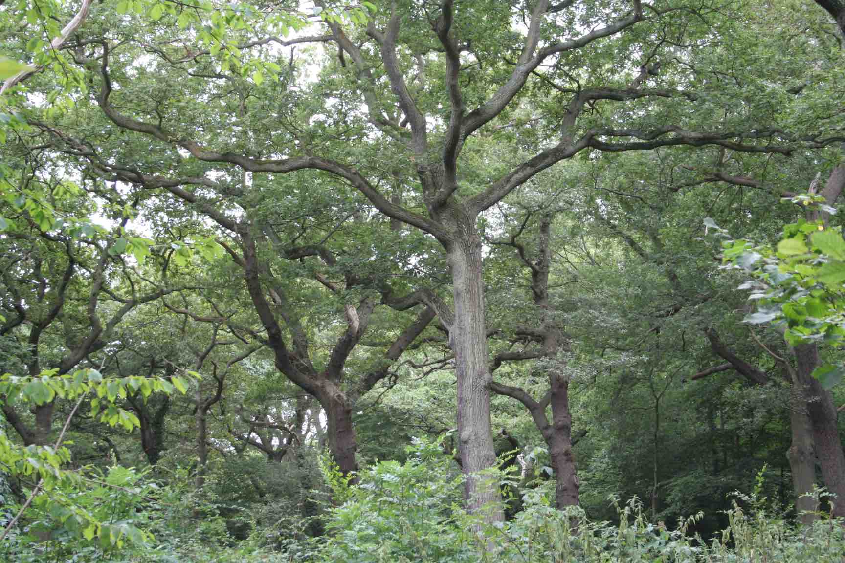060729_Queen's_Wood_Oaks