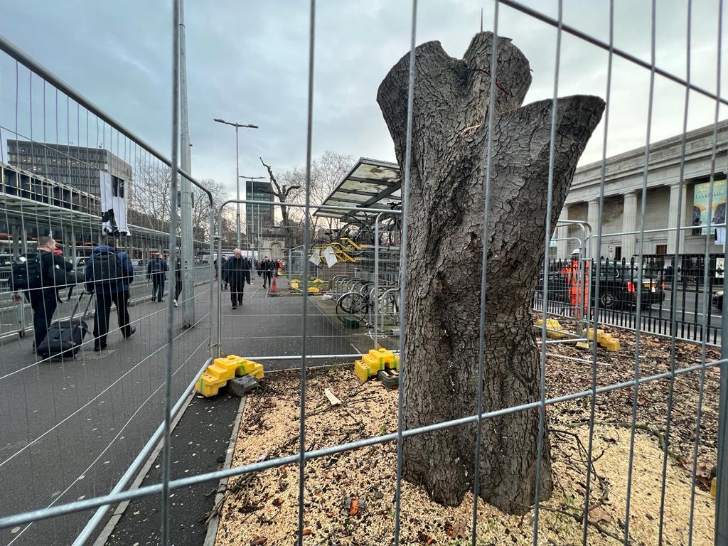 Mature trees hacked down just weeks before tools were downed at HS2 site 540a4d12-a712-47e4-89f4-8de03d8fcf89