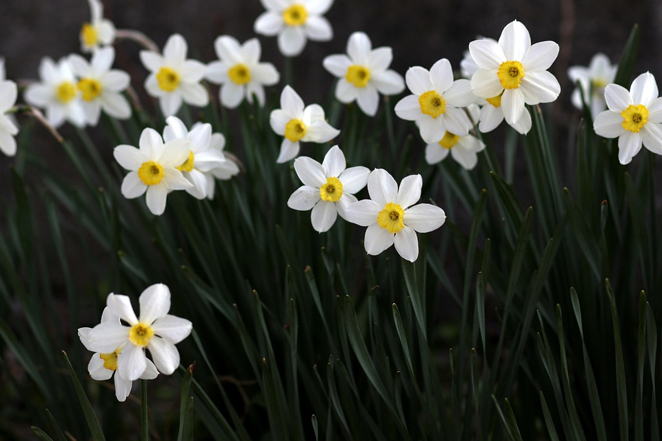 flowers-4100845_960_720