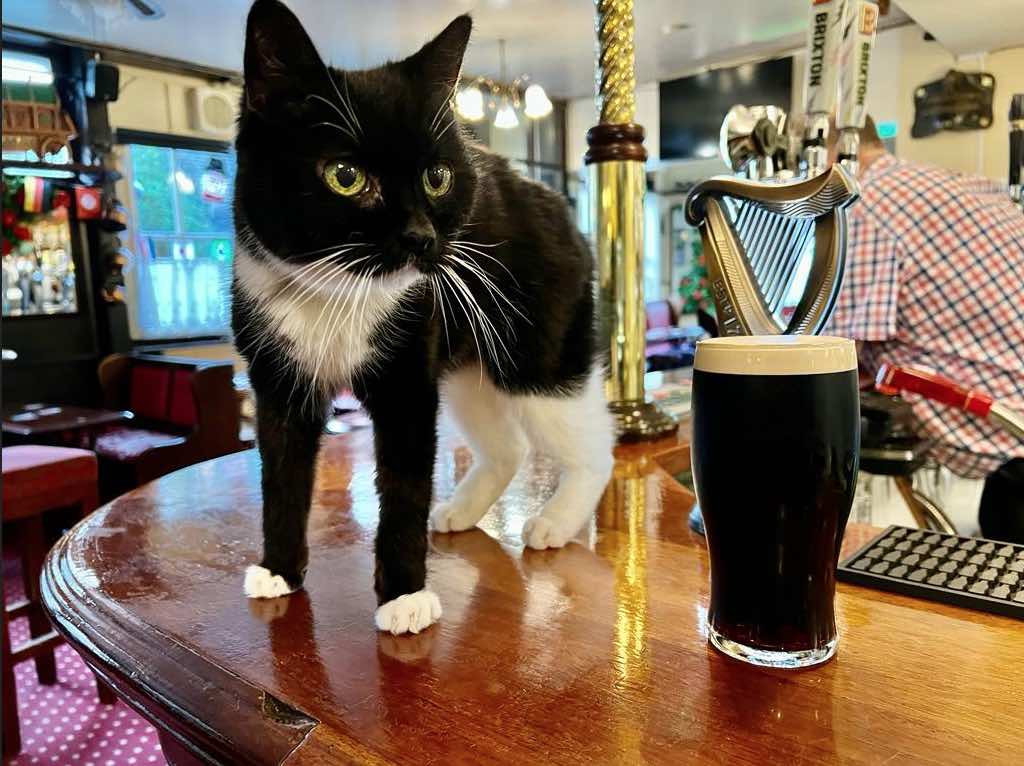 Jacqueling_McGlynn's pub cat