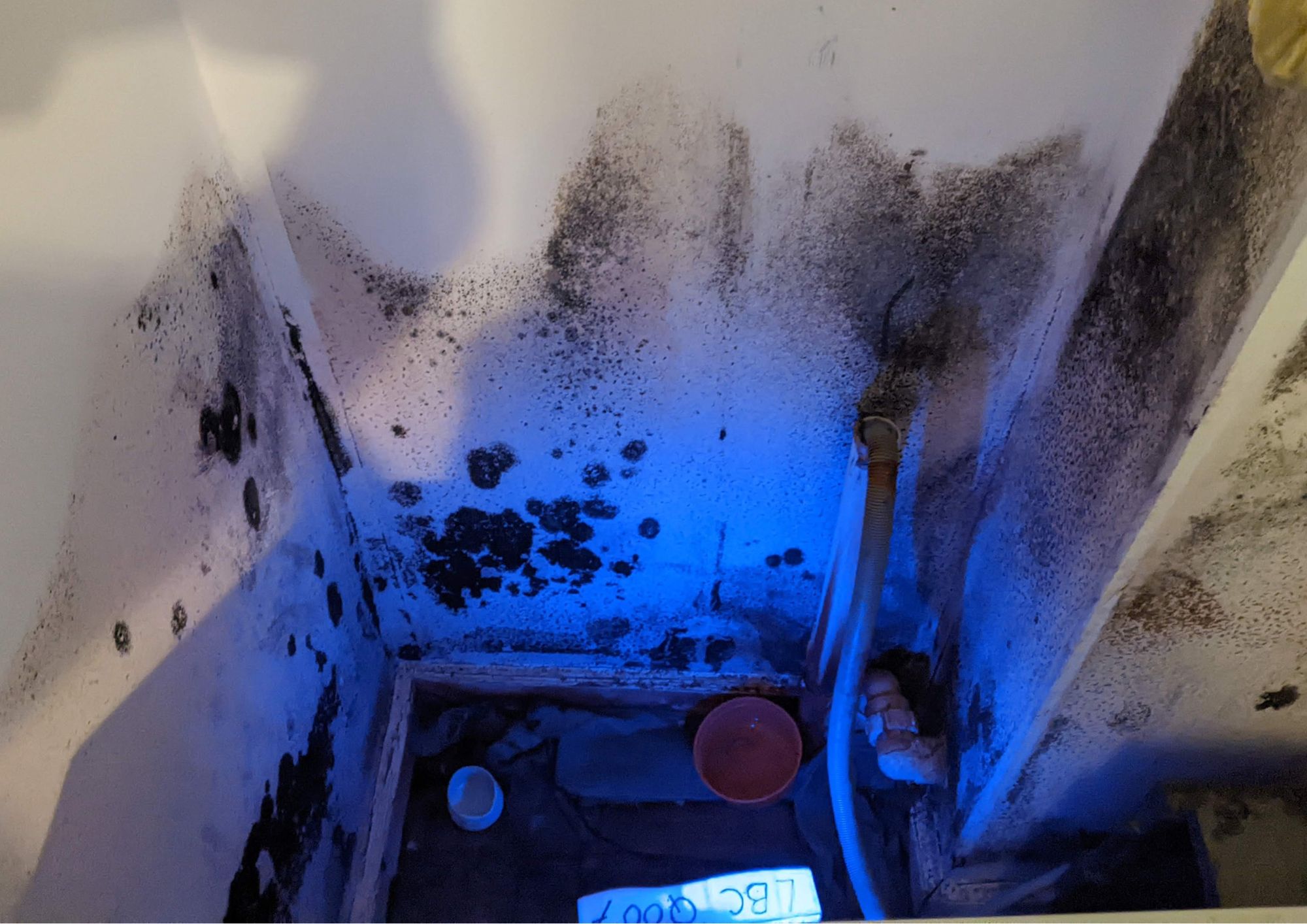 mould