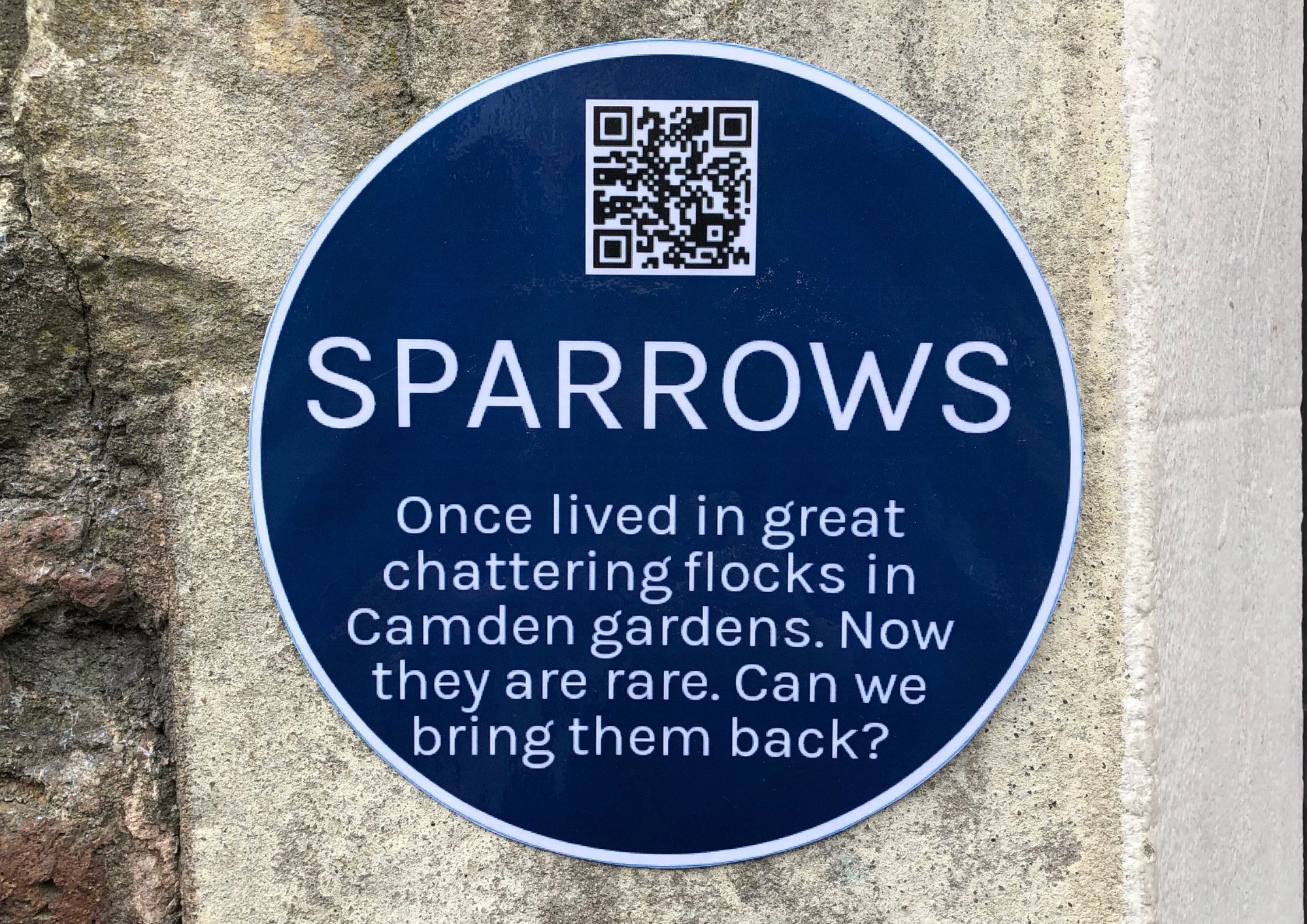 sparrow