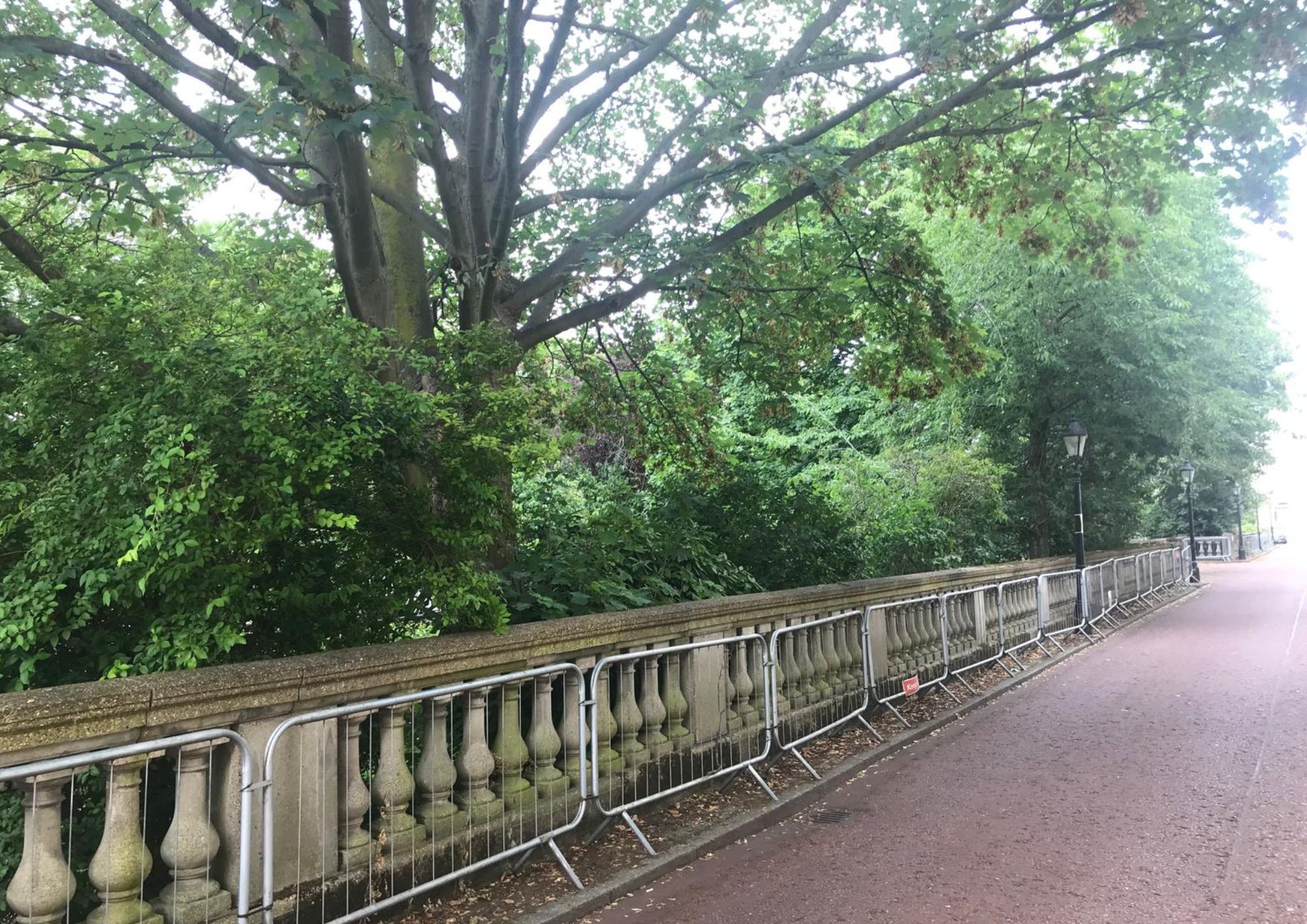 regents park trees (1)