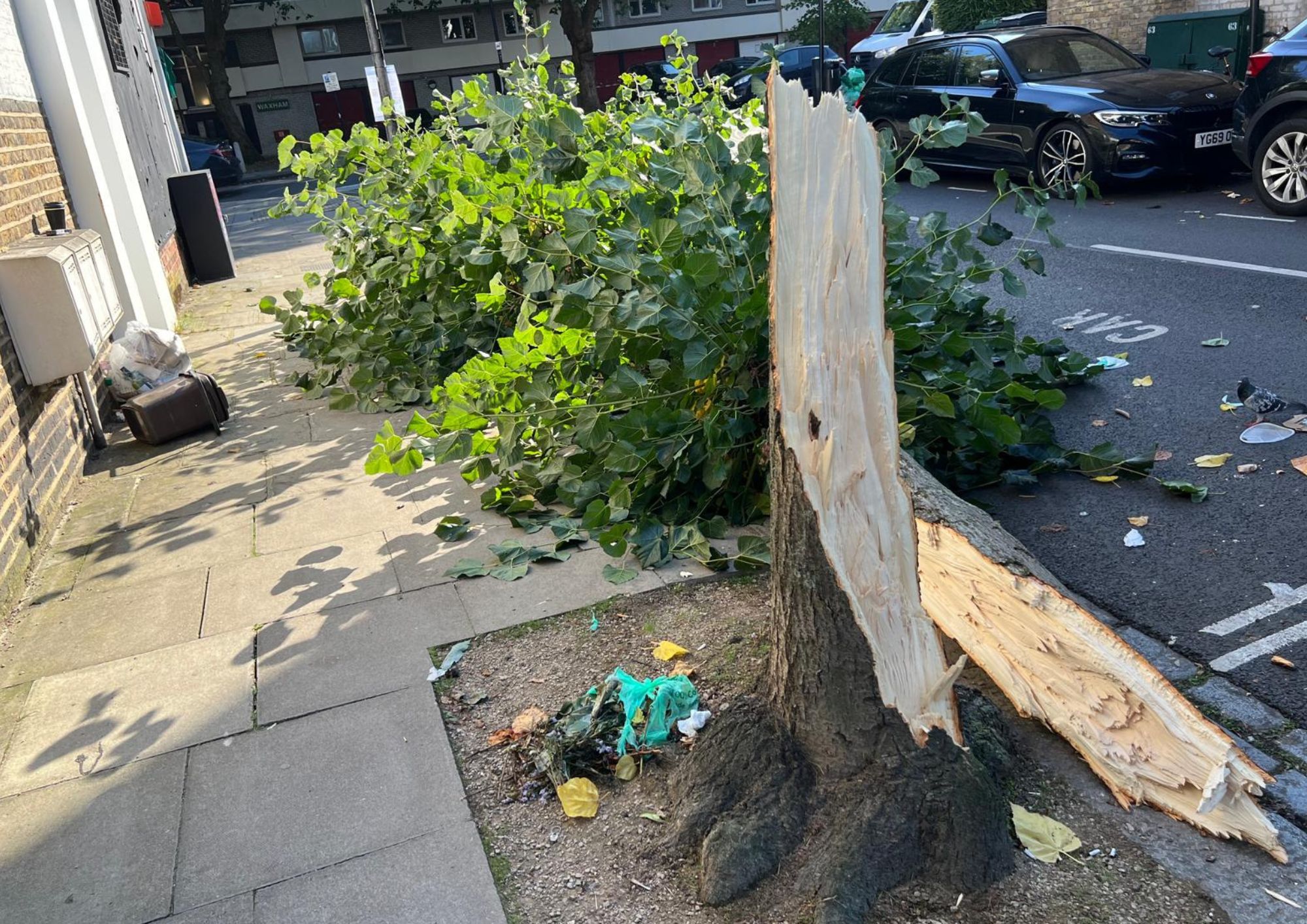 Fine art transport company says sorry for bashing over tree courthope road tree (3)