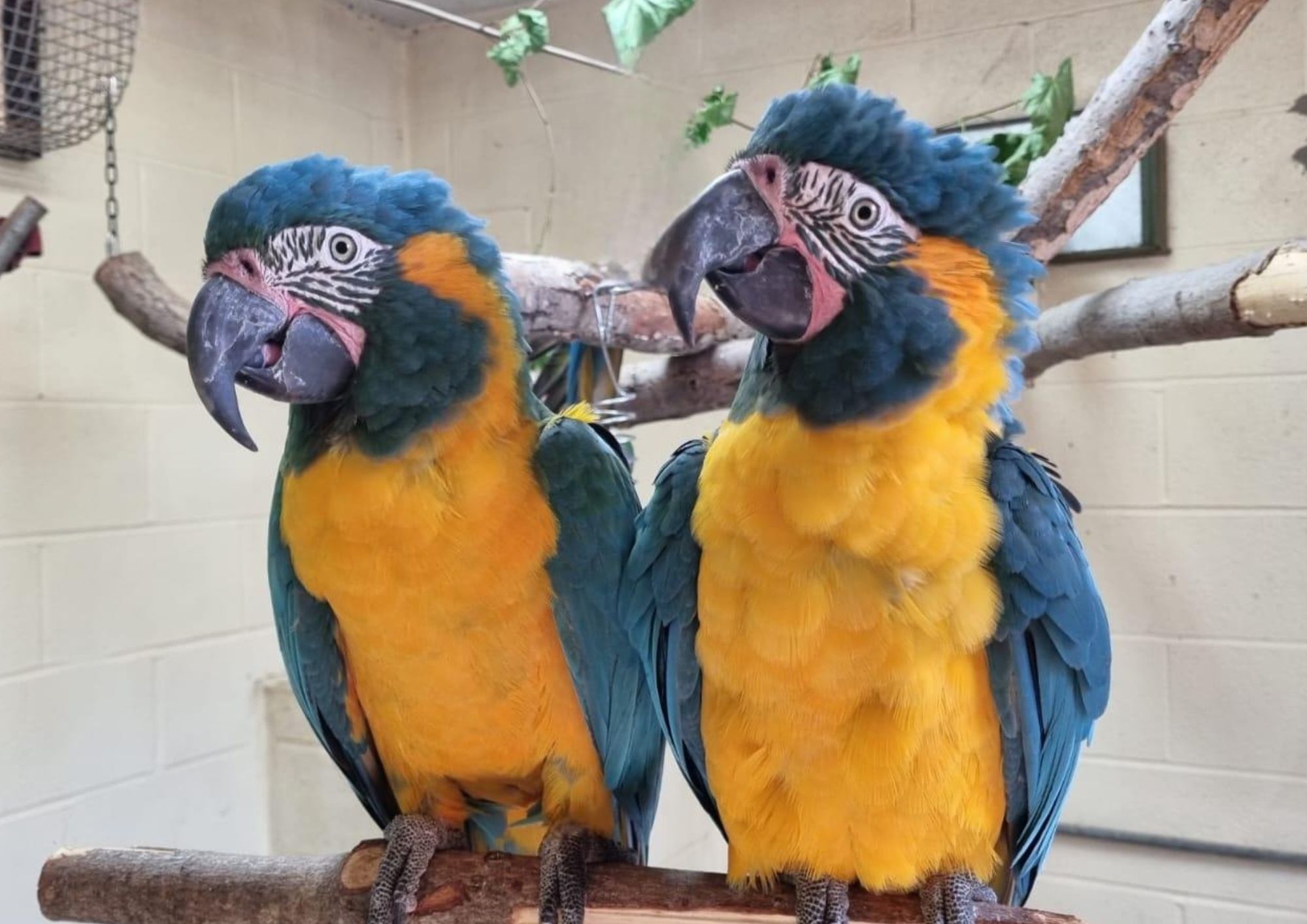 Have you seen Margot and Lily? London Zoo issues appeal for missing parrots missing macaws (1)