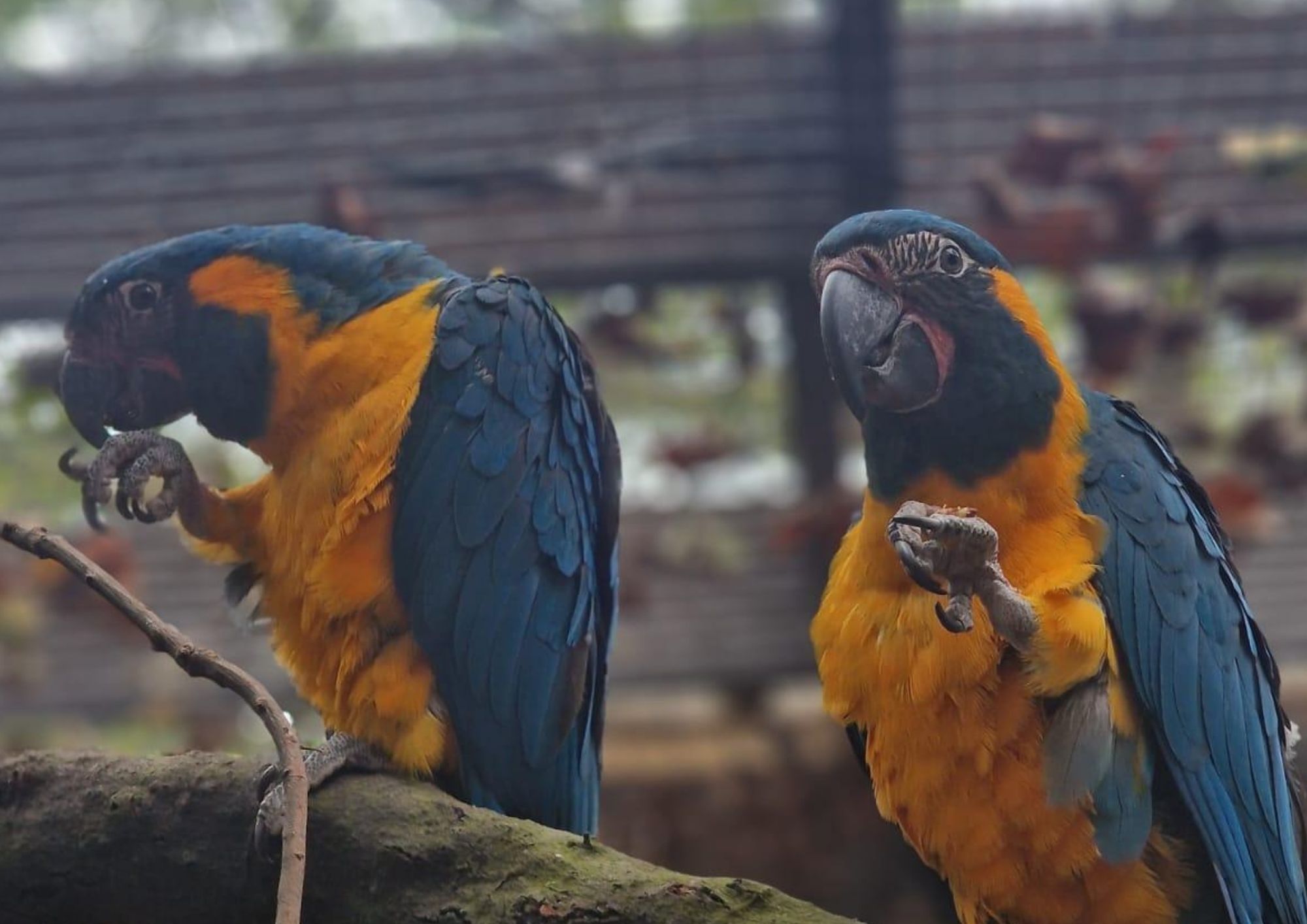 Cages For Blue Throated Macaws And Wing Stretching Reference: Have You Seen Margot And Lily London Zoo Issues Appeal