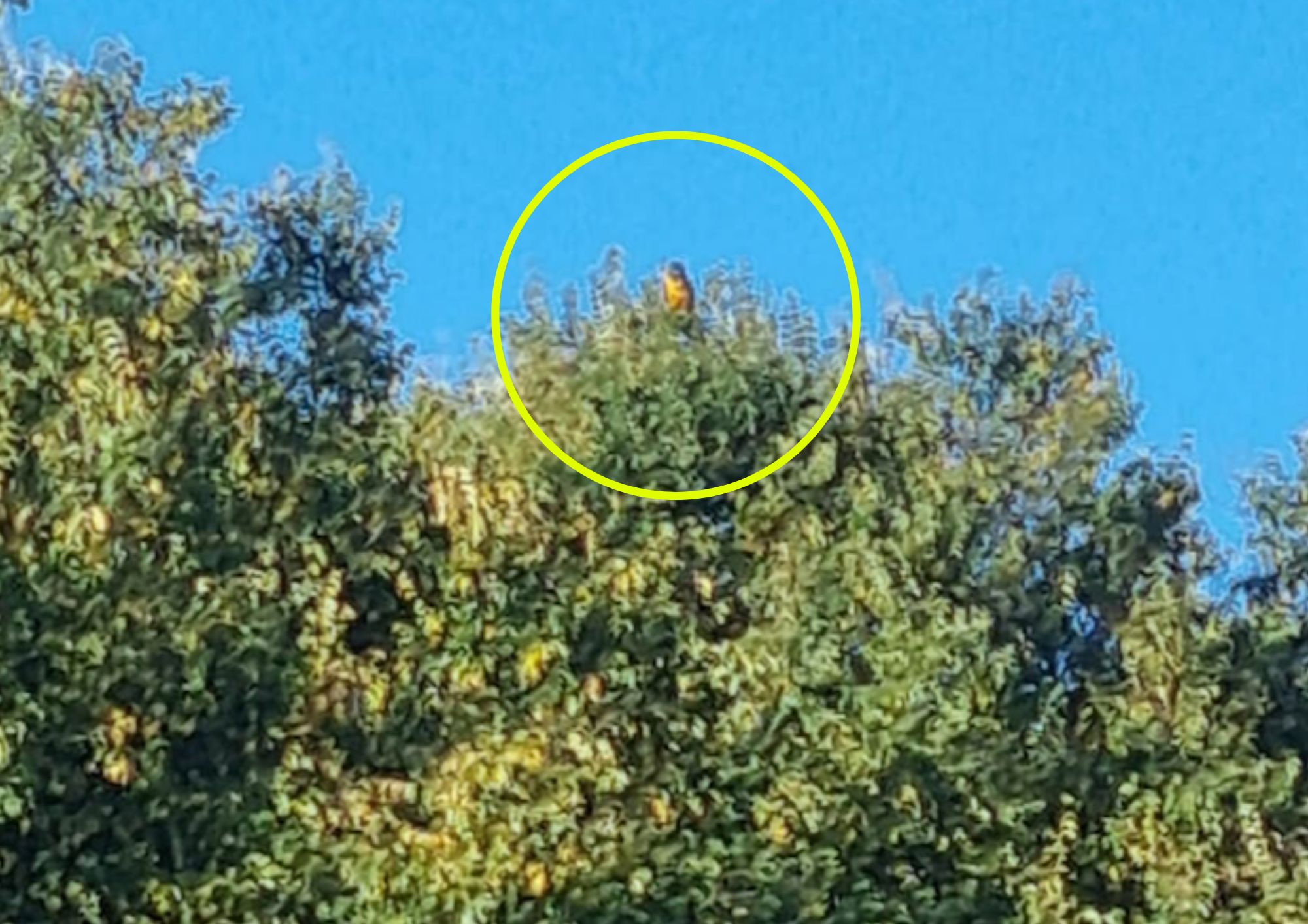 parrots
