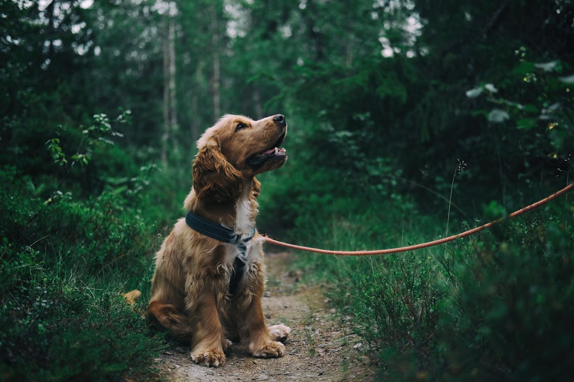 Flea powder on dogs’ fur is poisoning Heath ponds, study finds pexels-photo-1254140