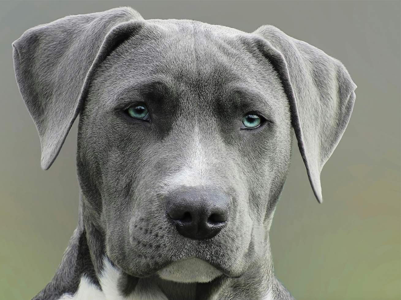 PEXELS image dog