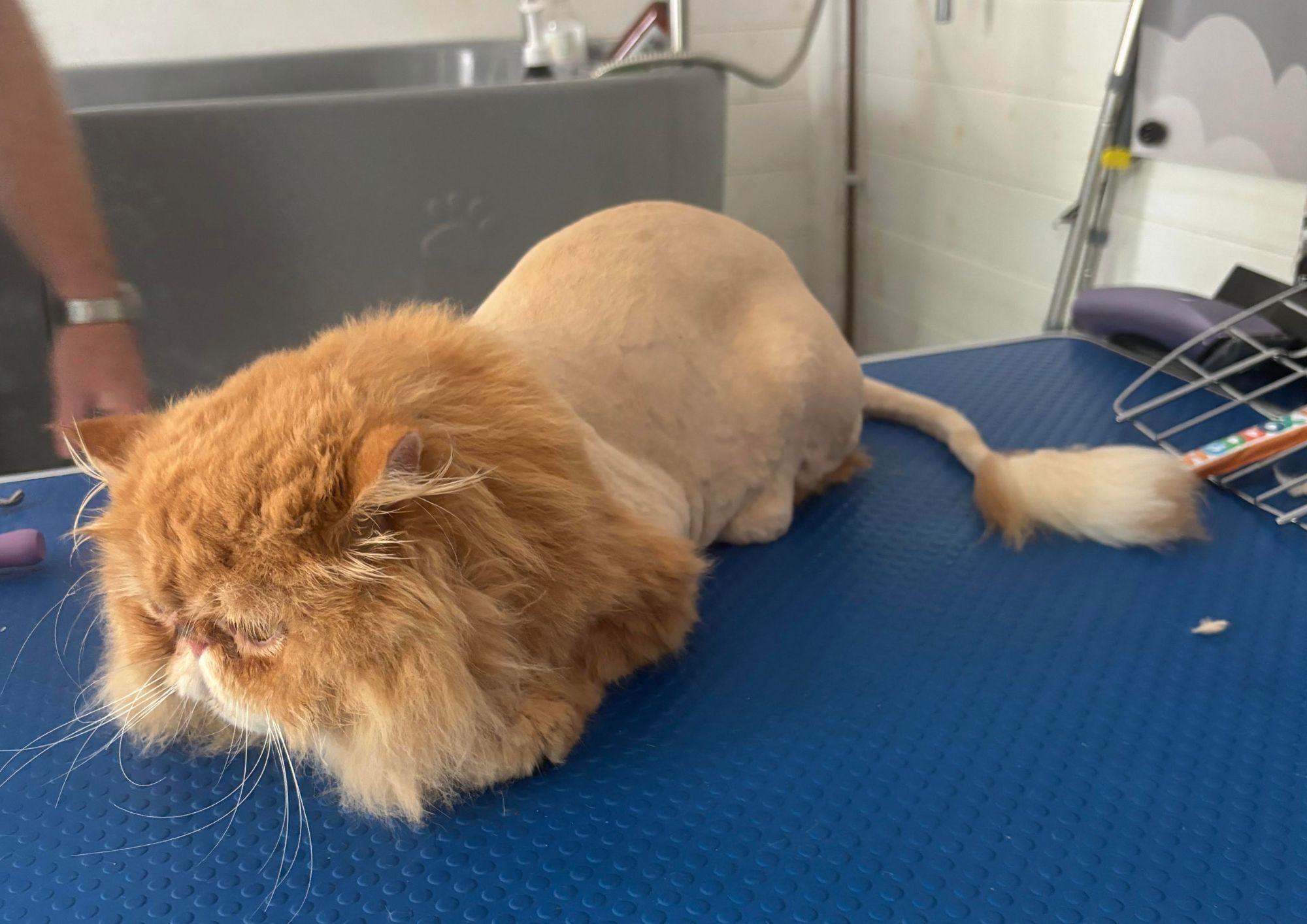 John Gulliver: Dogs, cats – and lions of Lismore Circus lioncut
