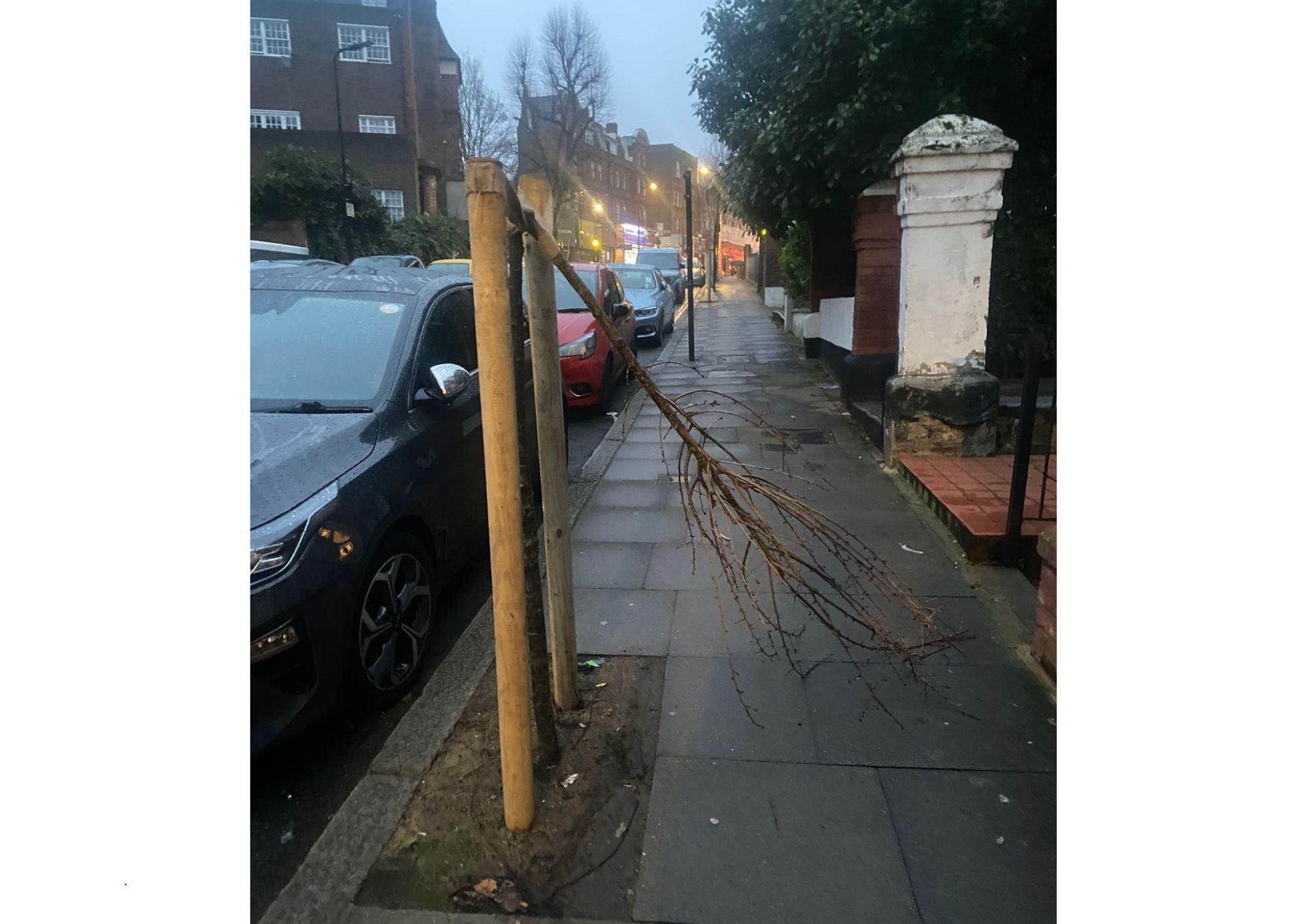 tree vandals