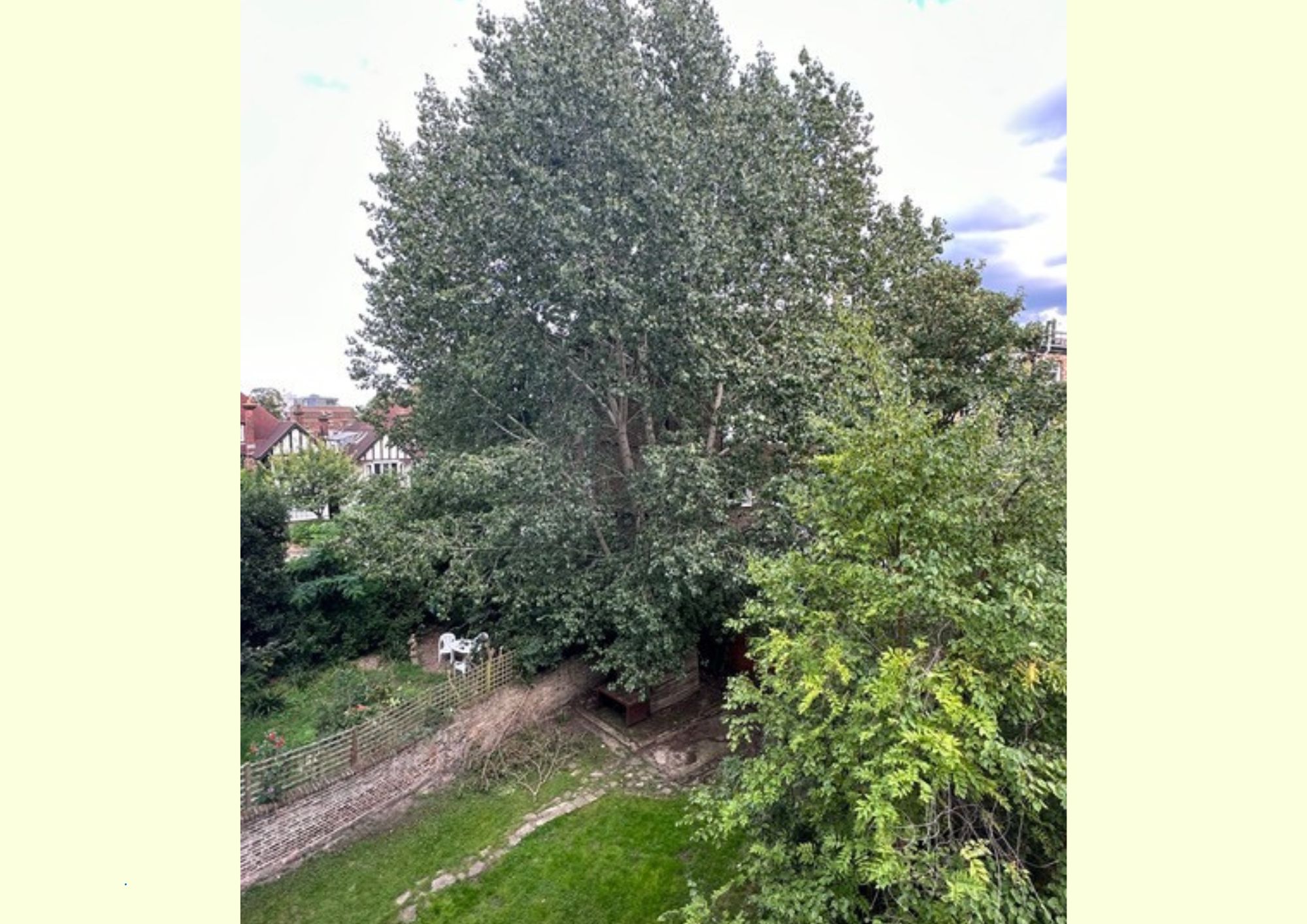 rare tree (1)