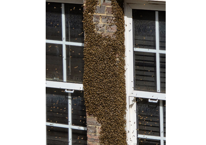 Wall Less Bee Why wall bees created a buzz in block of flats | Camden New Journal