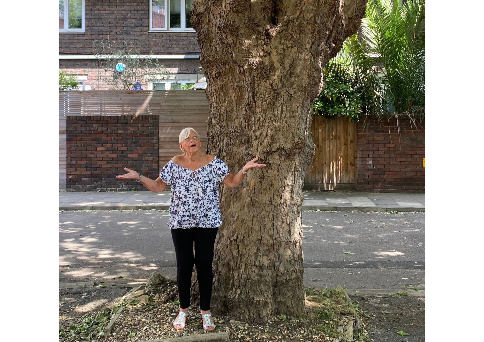 ‘Out of control tree’ leaves foster carer living in darkness tree
