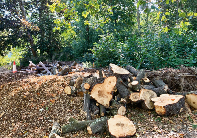 Festivals damage in park is ‘worst ever’ Finsbury Park trees